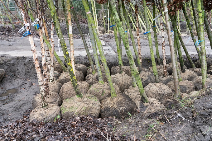 Bomen planten