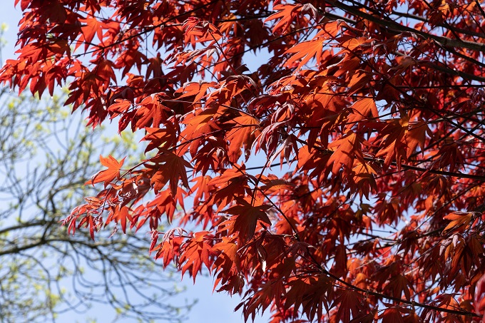 Herfstkleuren rood