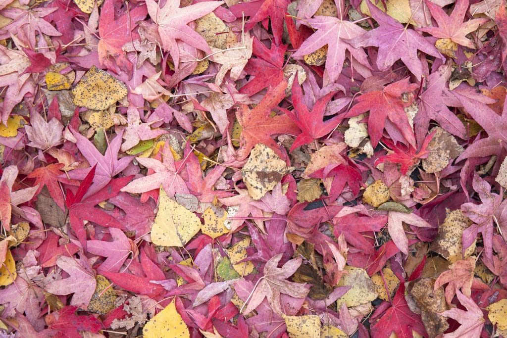 Herfstbladeren rood