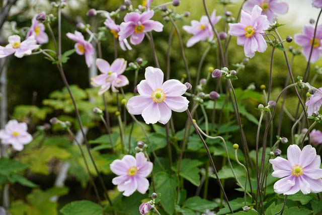 Japanse anemonen