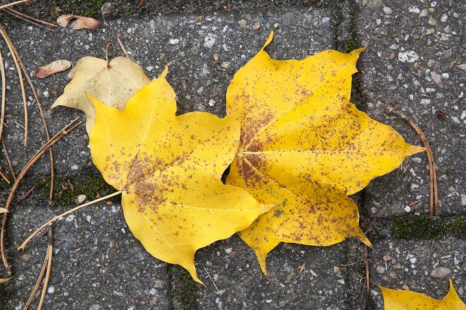 Herfstbladeren geel